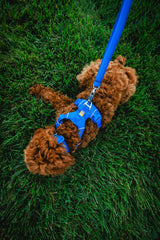 Ruffwear anneau en aluminium V-ring, connexion solide pour laisse