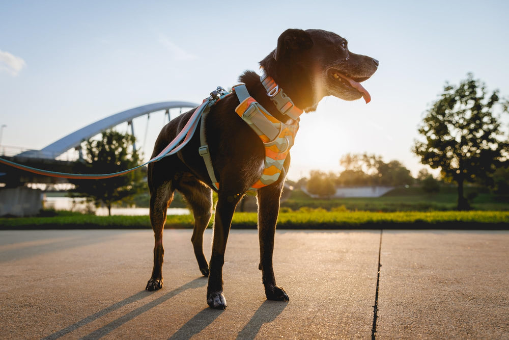 Ruffwear silencieux d'étiquette et point ID, réduit bruit et organise