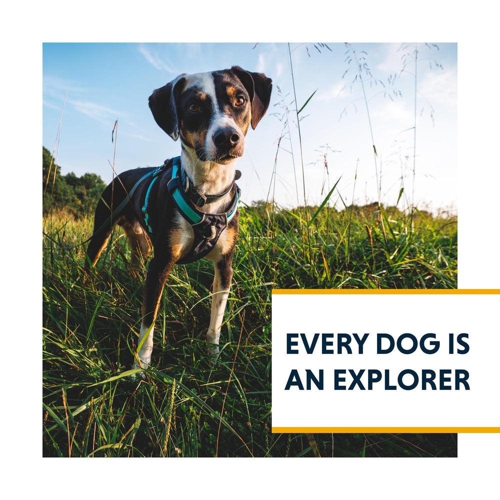 Ruffwear harnais emballage et étiquette montrant informations taille