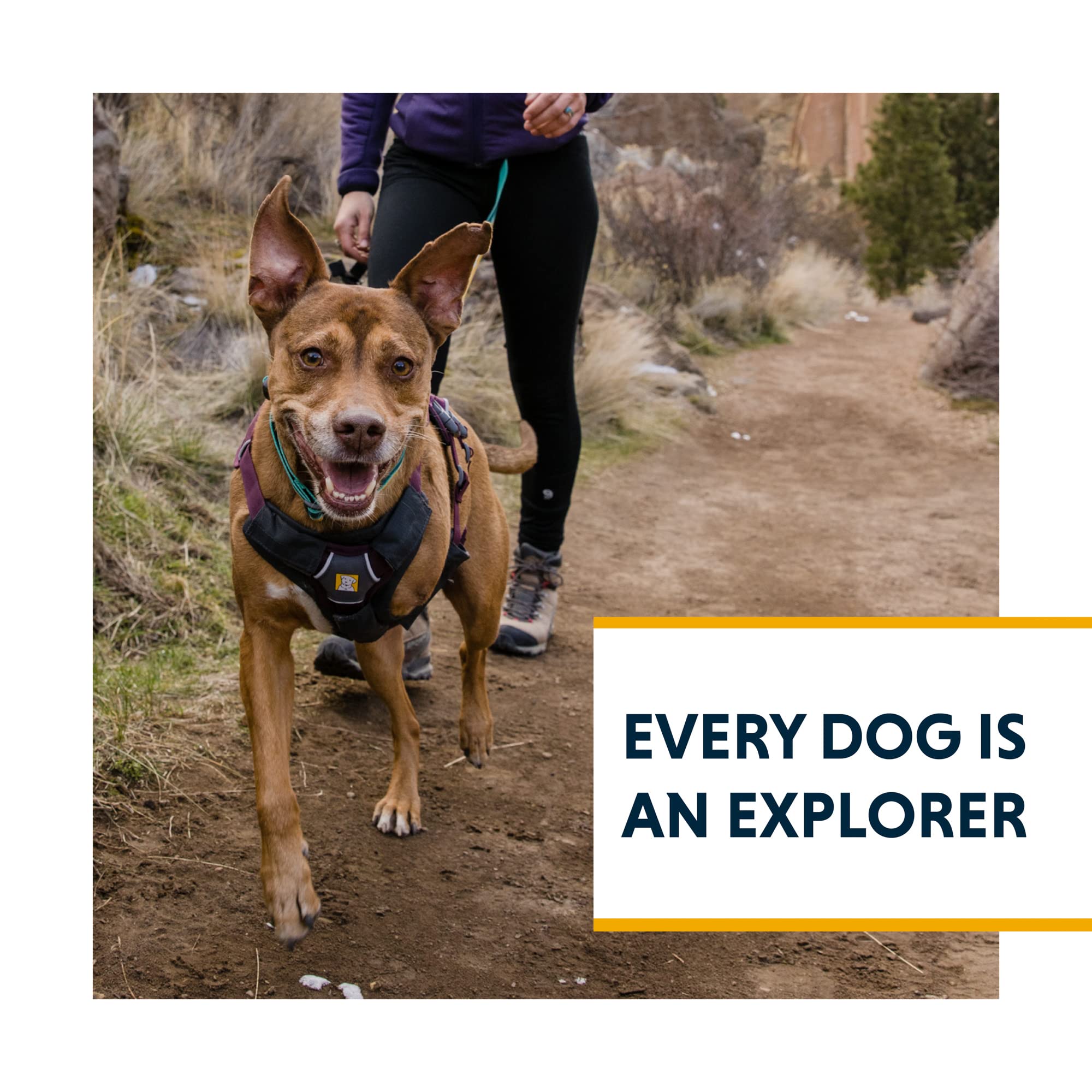 Ruffwear Blaze Orange sur sentier assurant meilleure visibilité extérieure