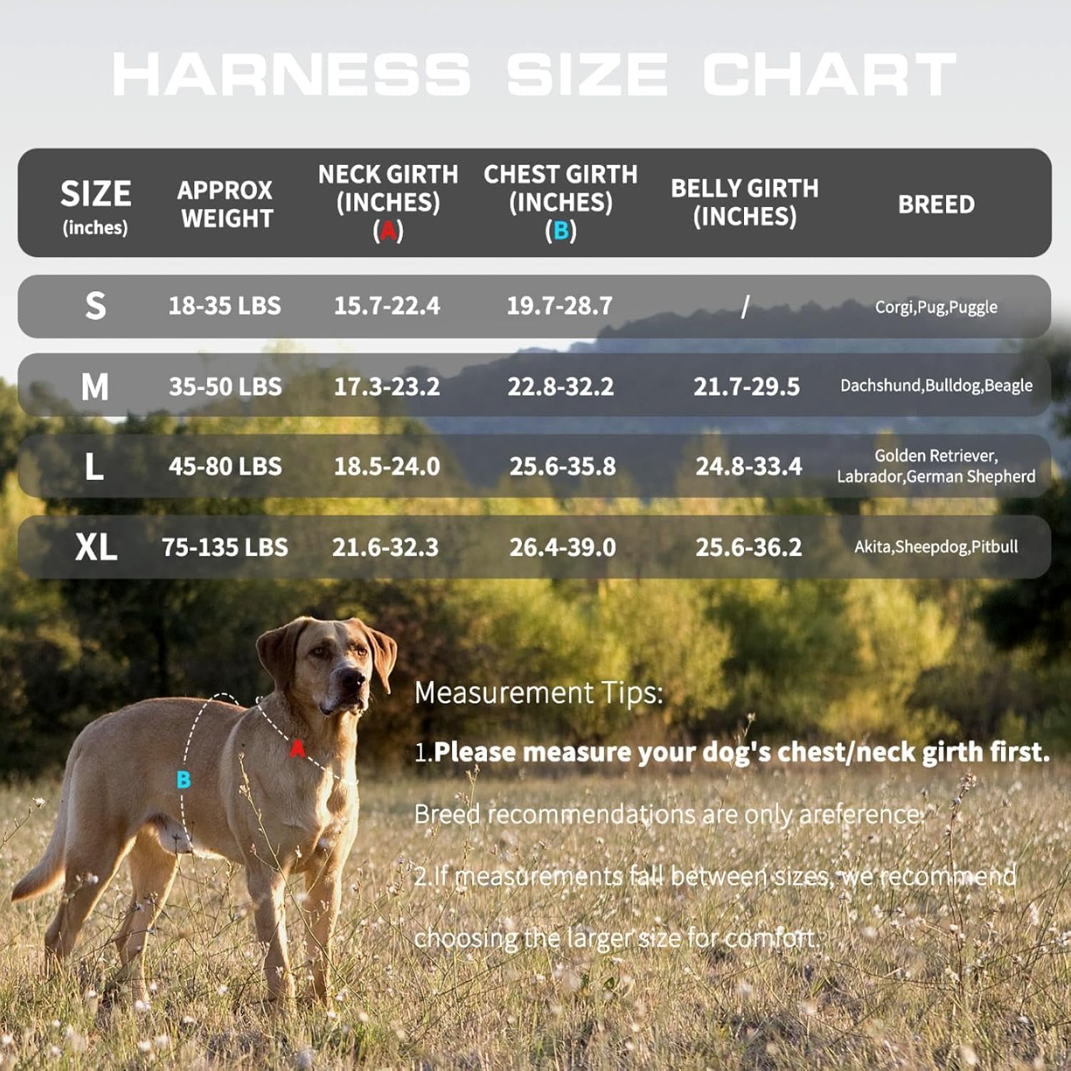 RunFido harnais sur chien comparé à un humain pour l'échelle