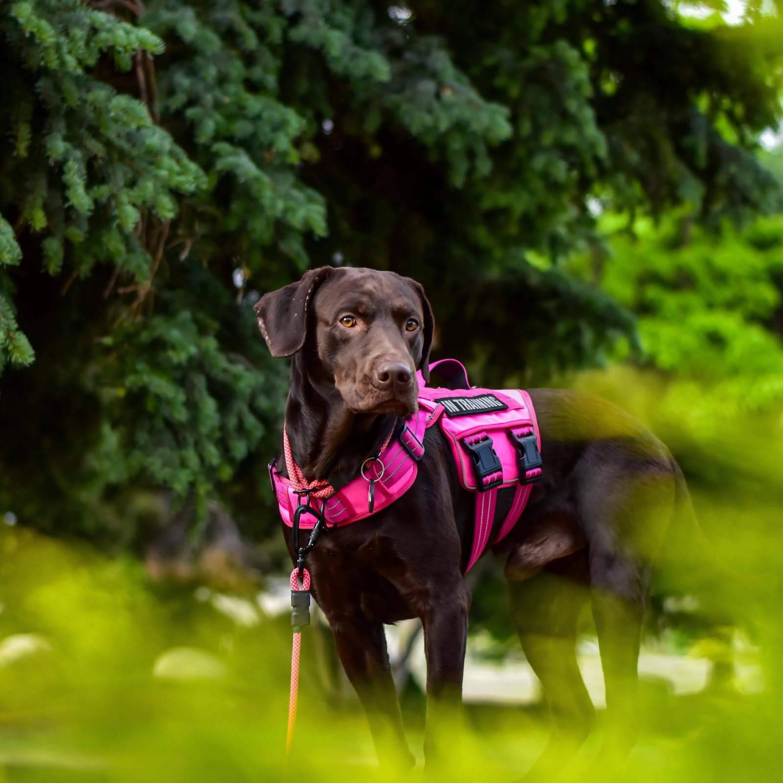 RunFido boucle à dégagement rapide facilitant l'enfilage