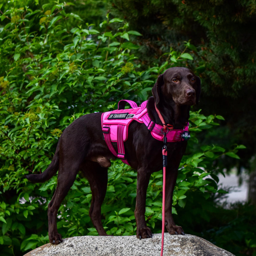 RunFido anneau frontal métallique pour contrôle anti-traction efficace