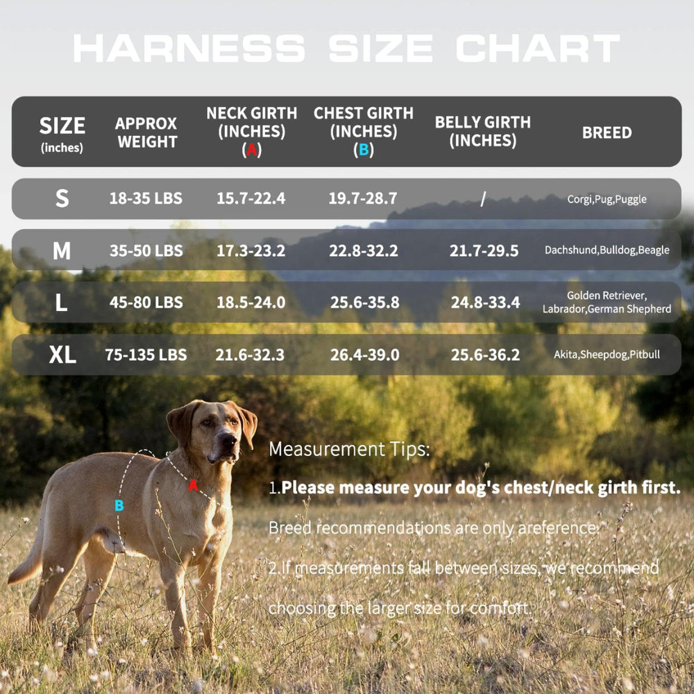 RunFido harnais bande réfléchissante améliore visibilité et sécurité nocturne