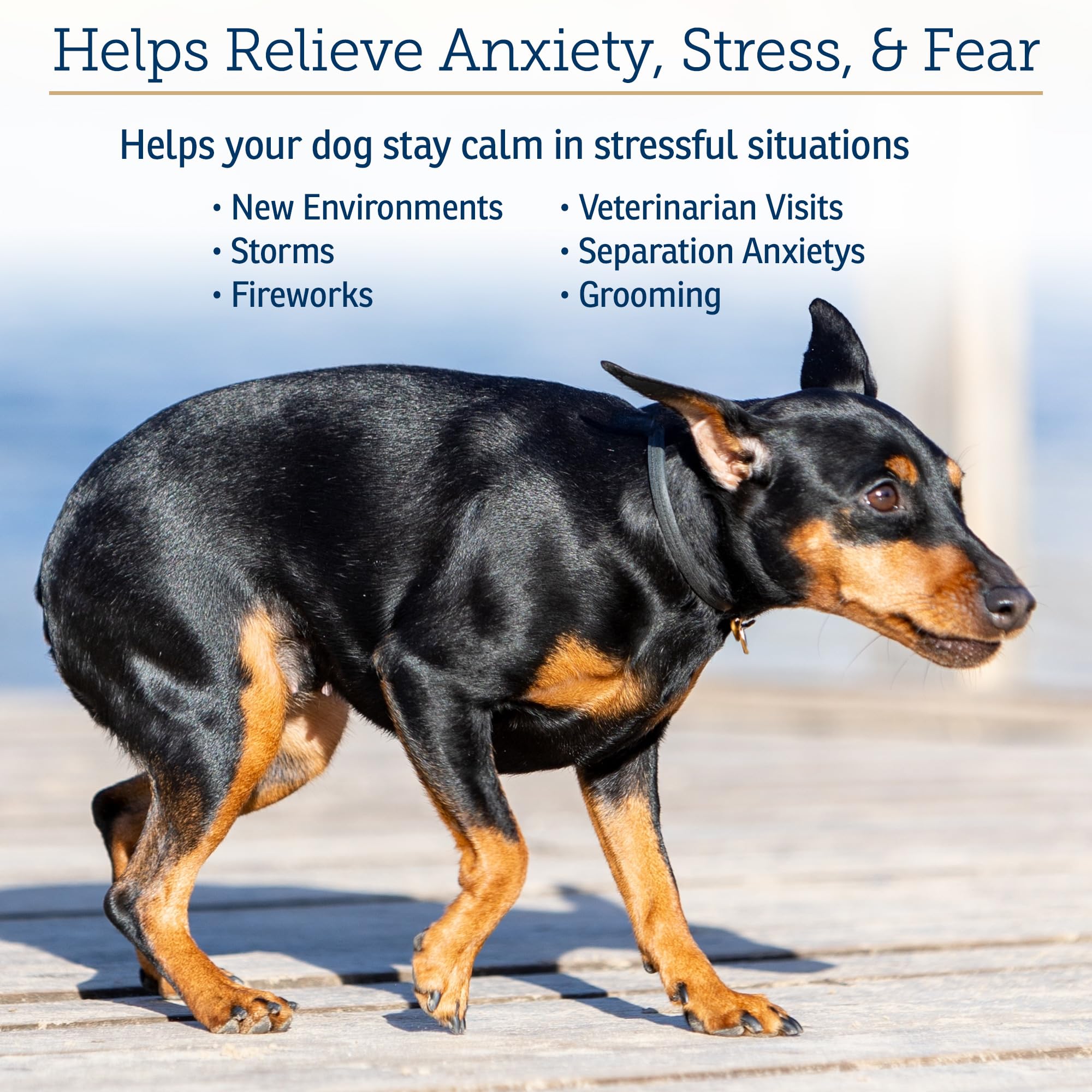 Rx Vitamins NutriCalm en usage avec chien montre apaisement lors d'un trajet