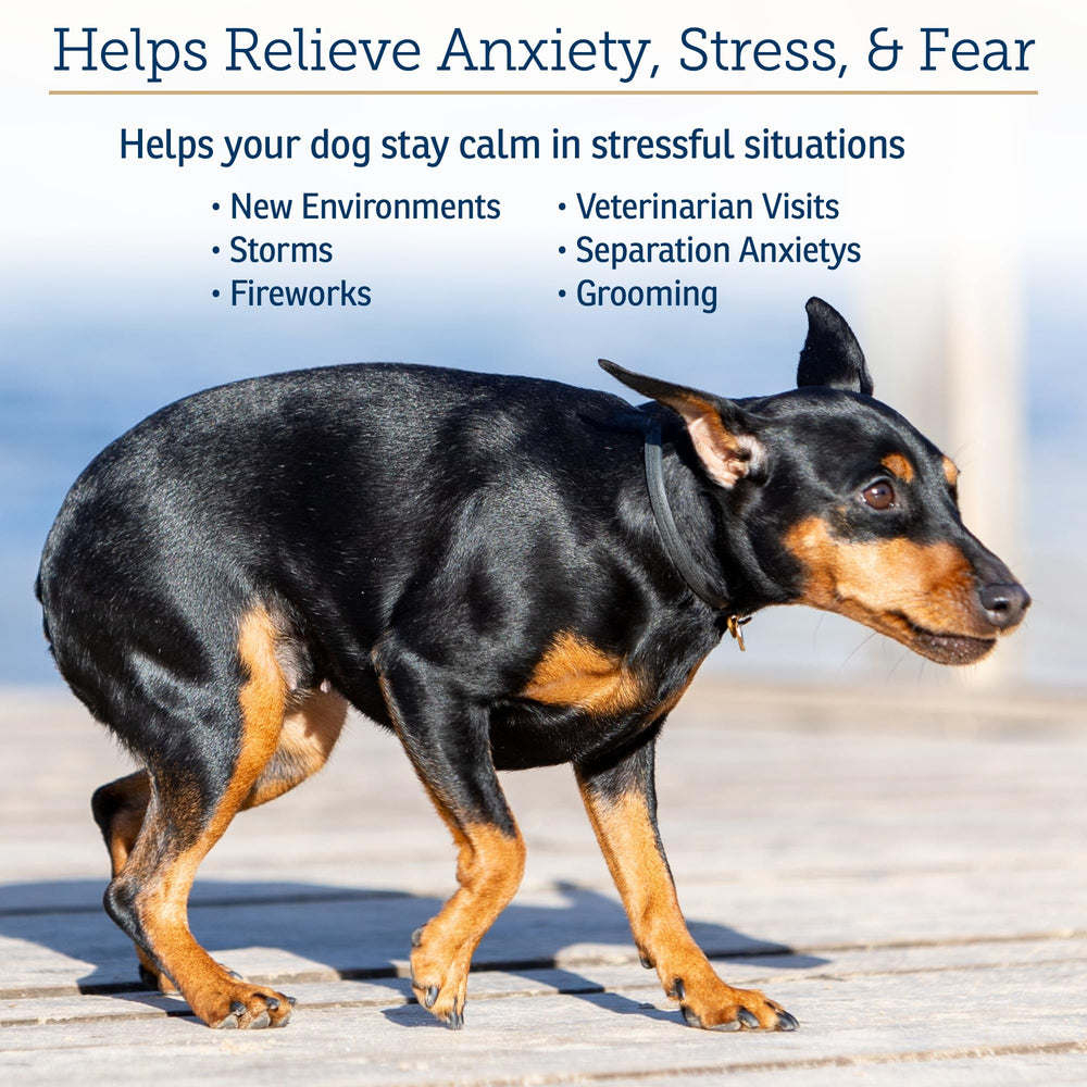 Rx Vitamins NutriCalm en usage avec chien montre apaisement lors d'un trajet