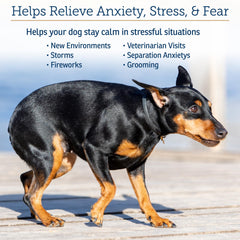 Rx Vitamins NutriCalm en usage avec chien montre apaisement lors d'un trajet
