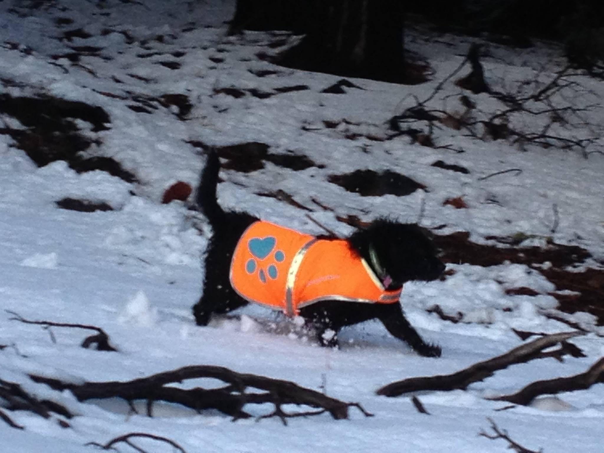 SafetyPUP XD comparaison taille montrant ajustement poitrine disponible