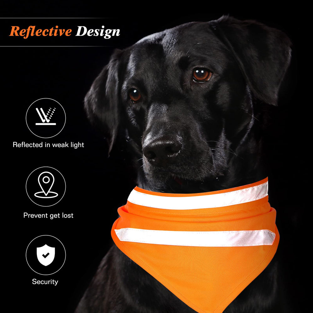 Saintrygo bandana placé près d'une règle comparaison de taille utile