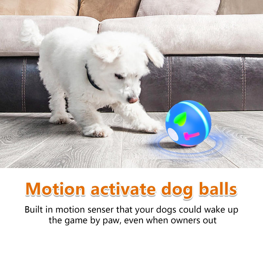Salodal balle en jeu avec chiot illustrant stimulation et amusement