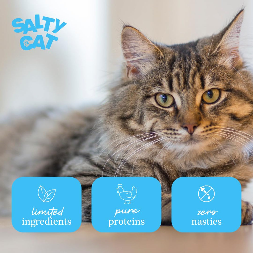 Salty Cat assiette servie à un chat soulignant appétence et alimentation humide