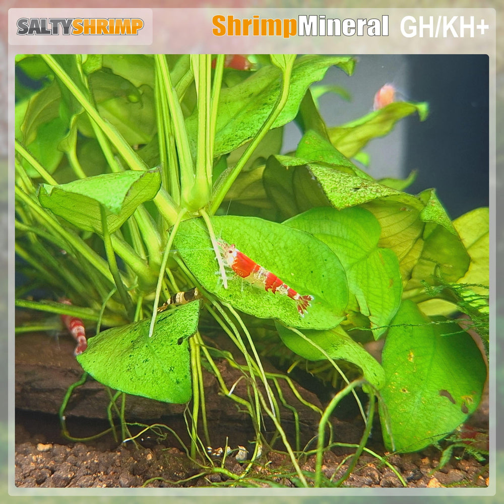 SALTYSHRIMP aquarium avec crevettes démontrant couleur et bien-être