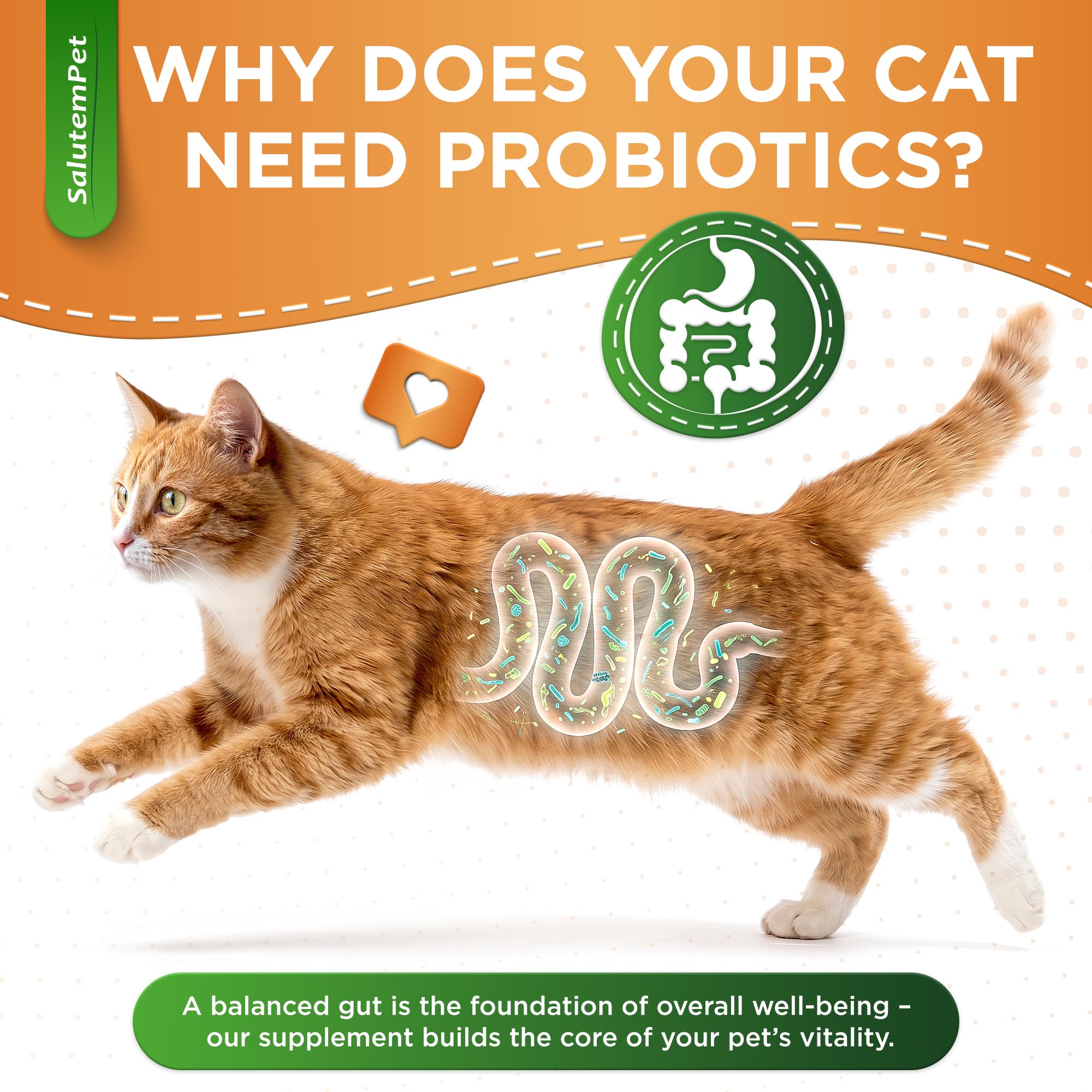 Boîte et ingrédients SalutemPet illustrant composition prébiotique probiotique