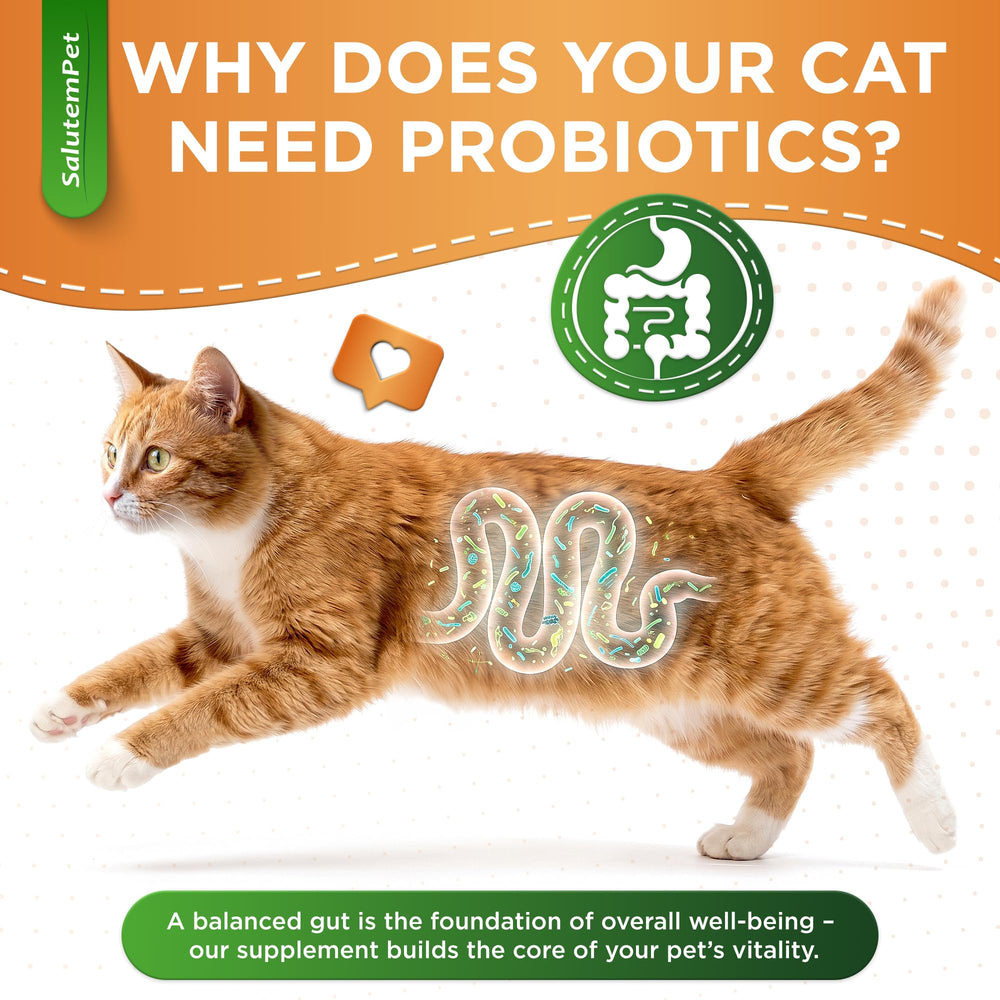 Boîte et ingrédients SalutemPet illustrant composition prébiotique probiotique