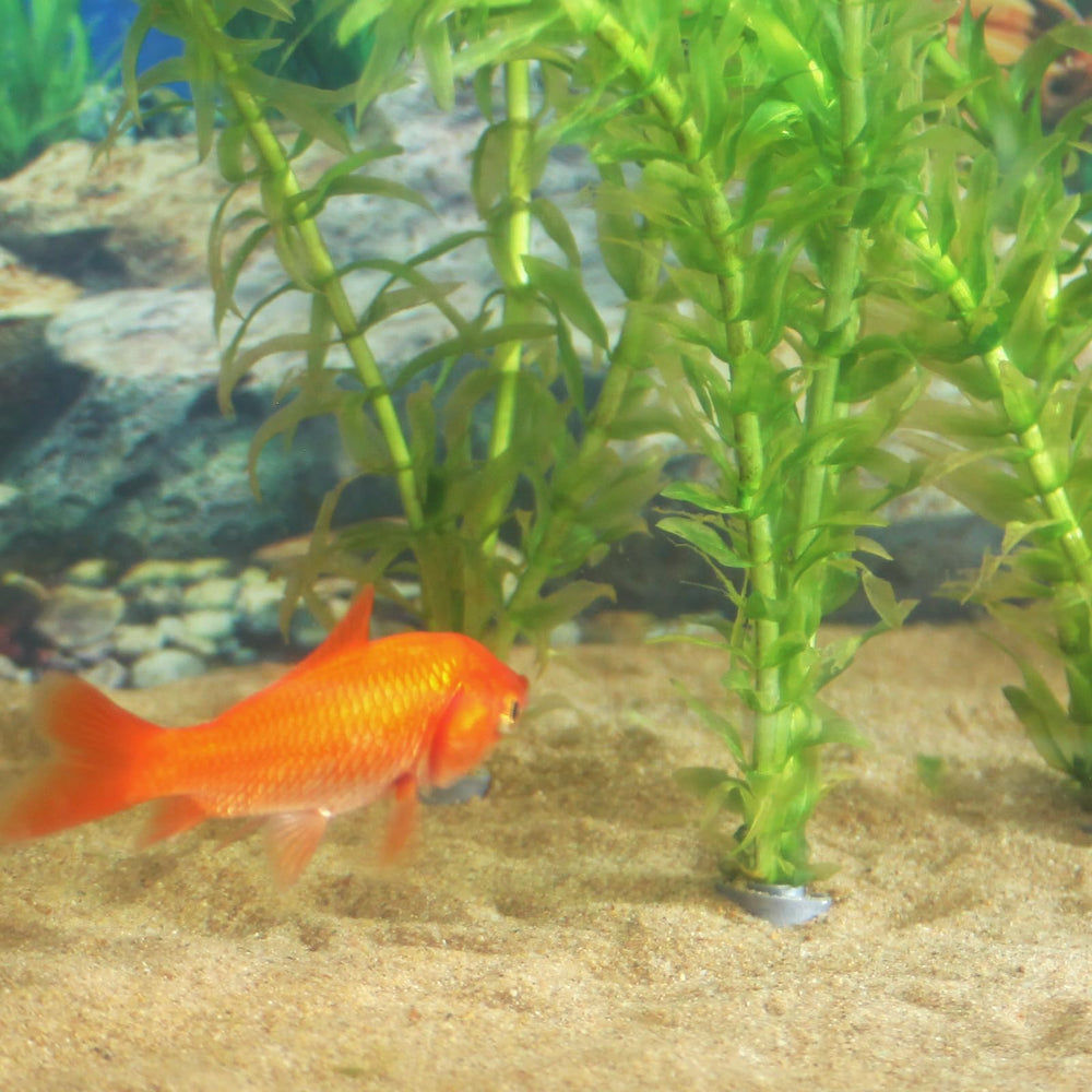 SANJHFF aquarium planté avec plantes maintenues, aspect naturel et stable