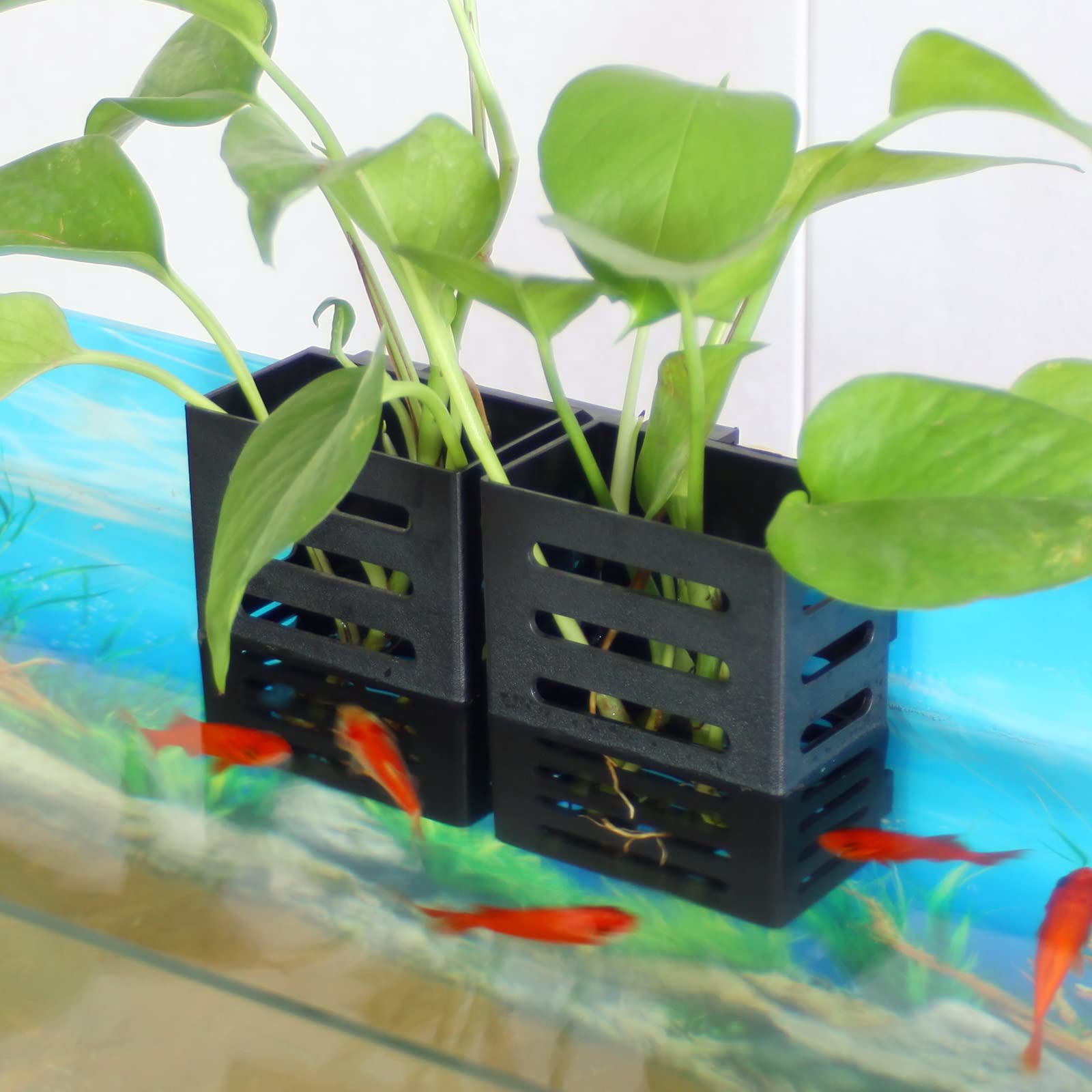 SANJHFF échelle de taille montrant dimensions exactes pour planification