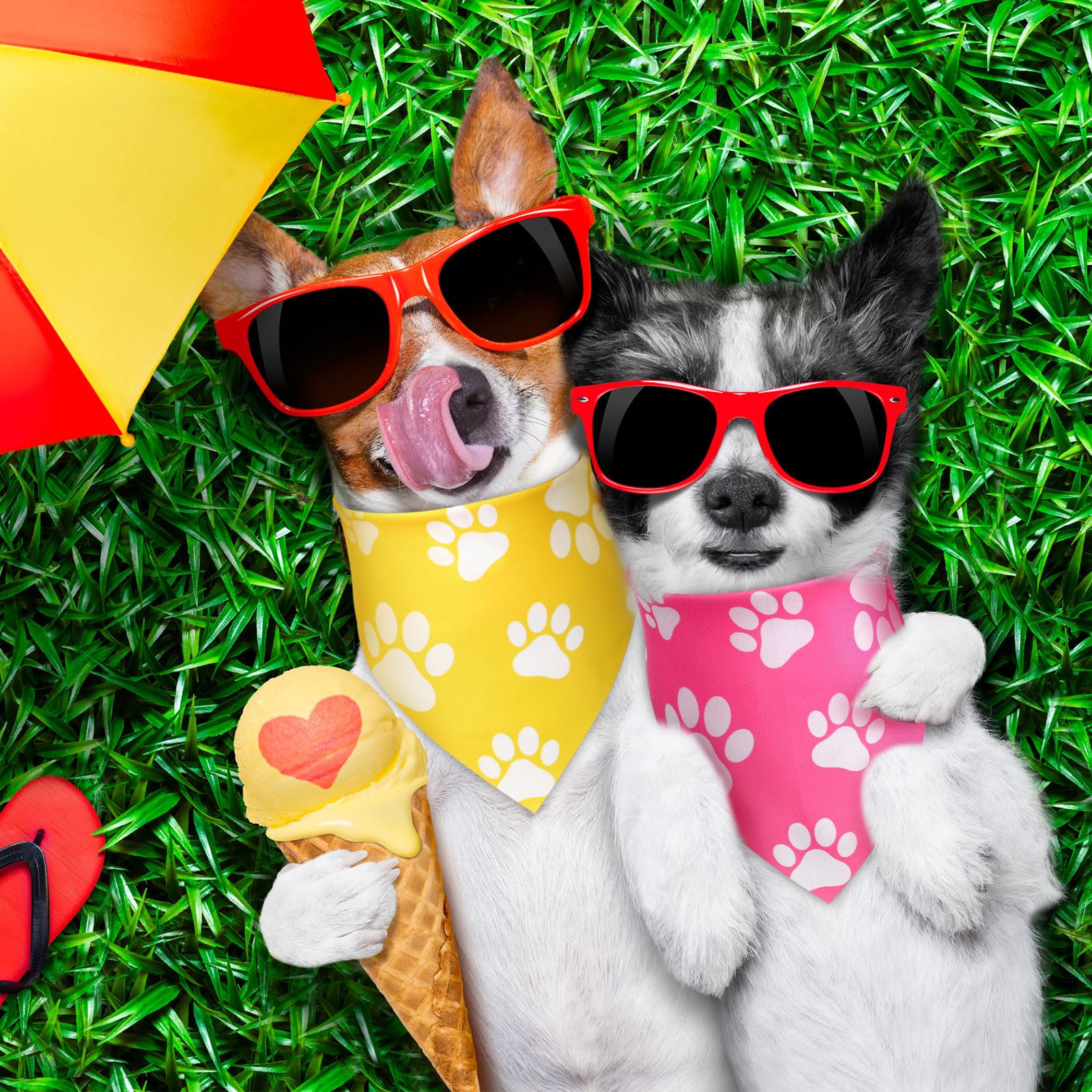 Sanwuta mise en scène fête canine, idéal pour photos