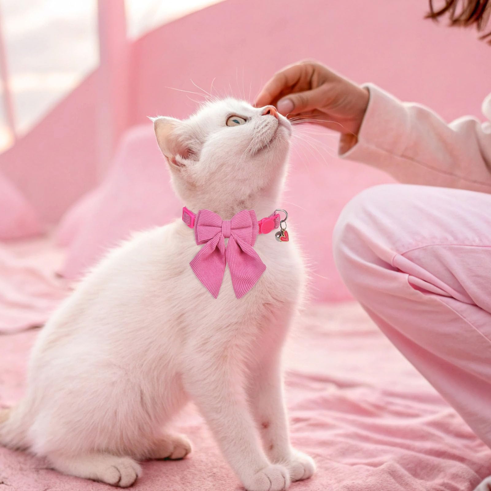 SCENEREAL collier porté sur chat illustrant confort et esthétisme