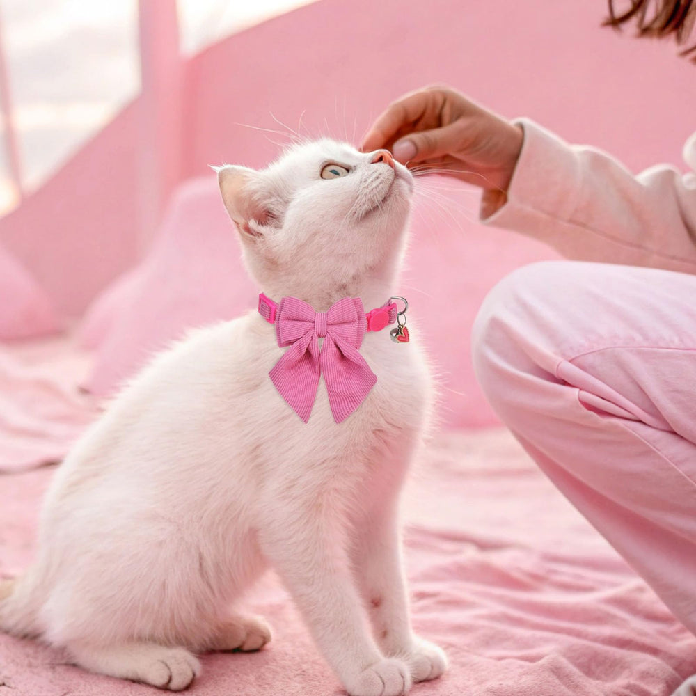 SCENEREAL collier porté sur chat illustrant confort et esthétisme