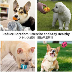 SCHITEC petit chien jouant avec balle montrant stimulation mentale