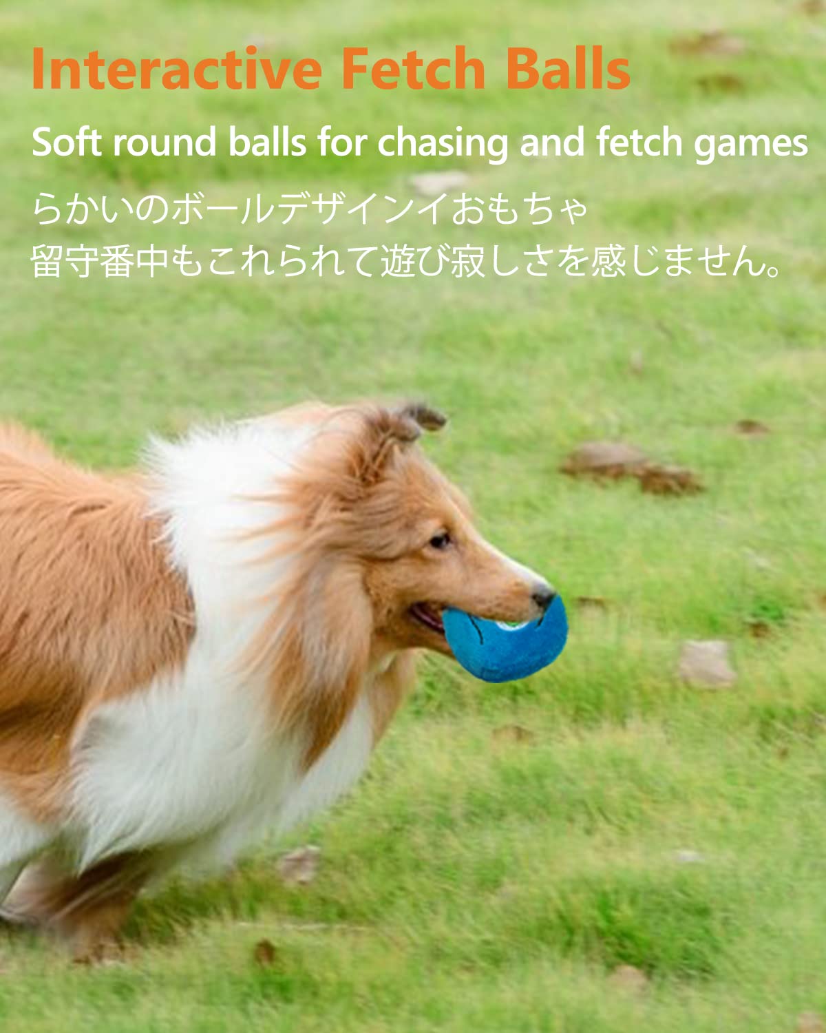 SCHITEC chien ramassant la balle illustrant l’ergonomie et le rapport facile