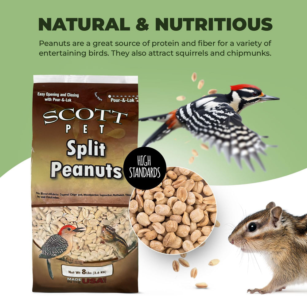 Scott Pet cacahuètes sur une mangeoire attirant plusieurs oiseaux