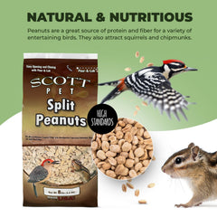 Scott Pet cacahuètes sur une mangeoire attirant plusieurs oiseaux
