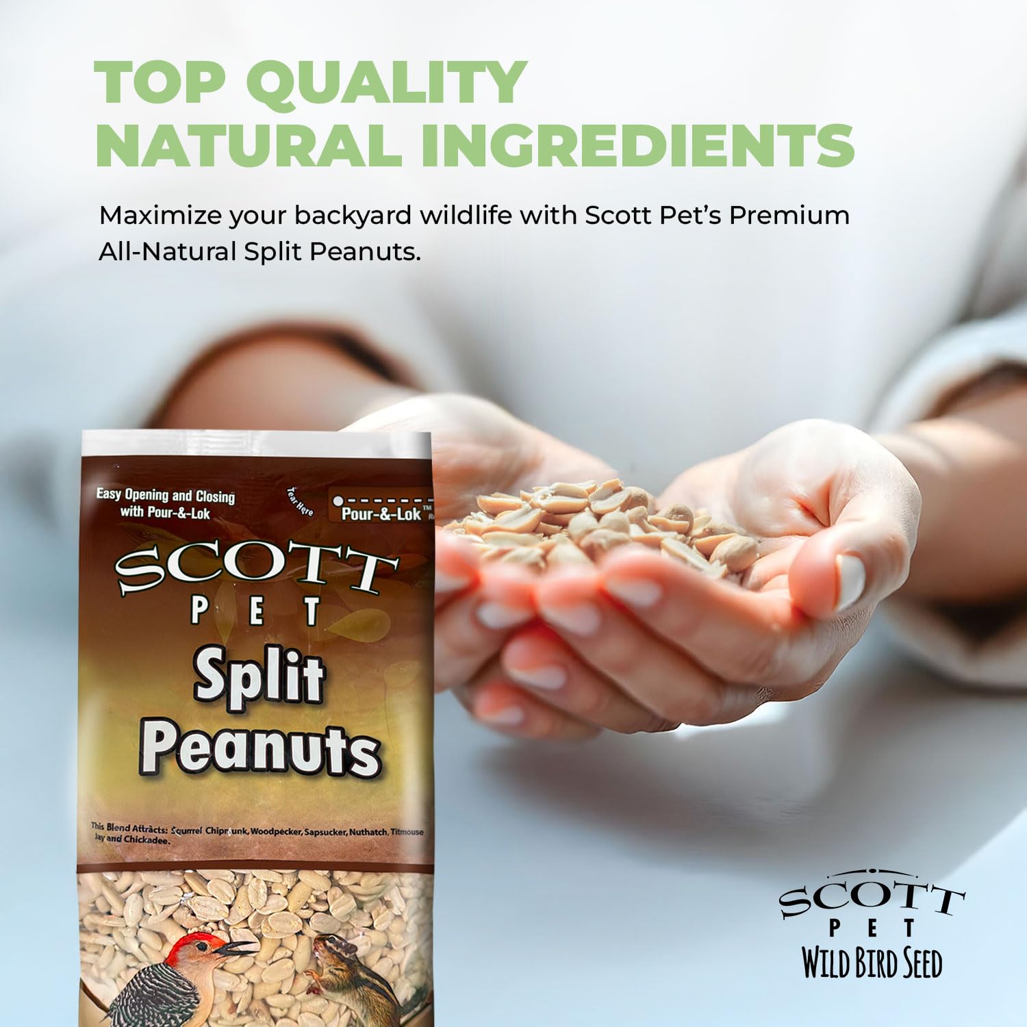 Scott Pet zoom sur cacahuètes fendues montrant facilité de consommation