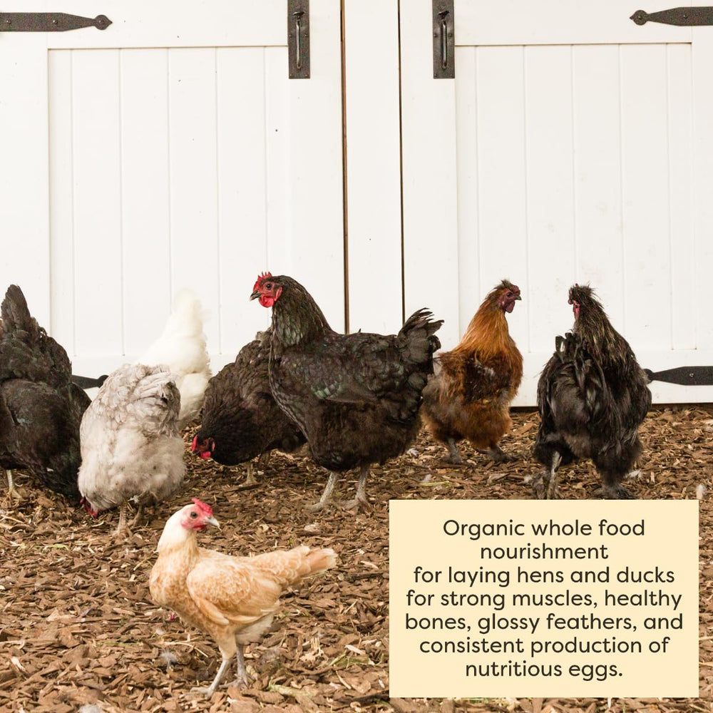 Scratch and Peck Feeds étiquette ingrédients traçabilité cultivé en Amérique du Nord
