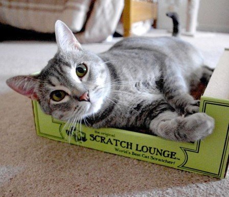 Scratch Lounge posé dans un salon montrant intégration esthétique et protection du mobilier