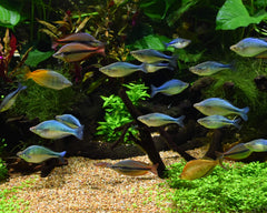 Seachem en usage avec cuillère de dosage dans un aquarium, maintien stable du pH bénéfique