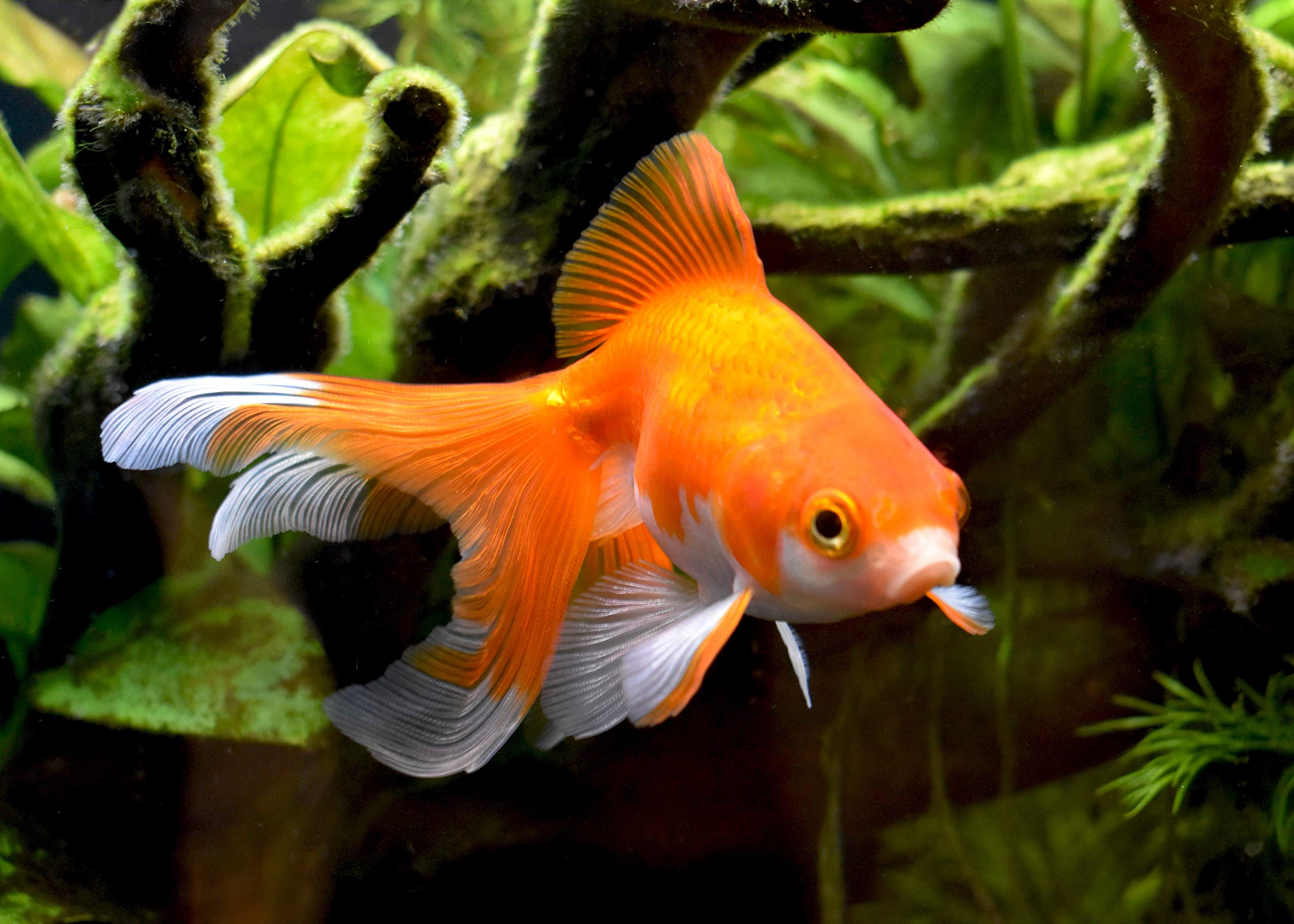 Seachem AmGuard bouteille posée près d'un aquarium pour contexte d'utilisation