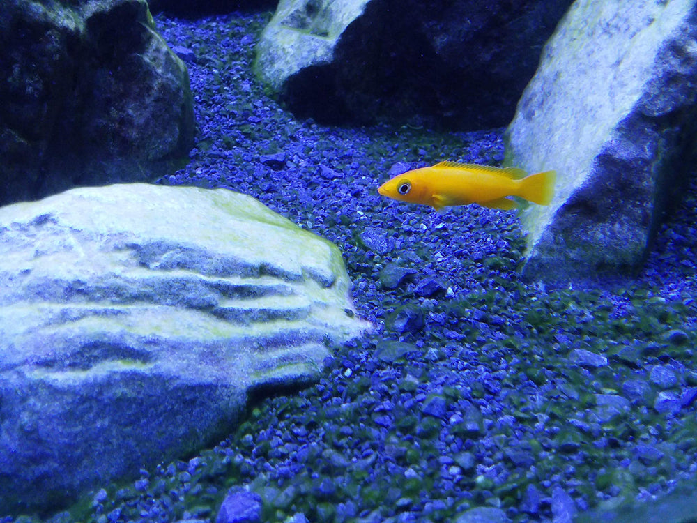 Seachem dissolution dans eau démontrant mélange rapide