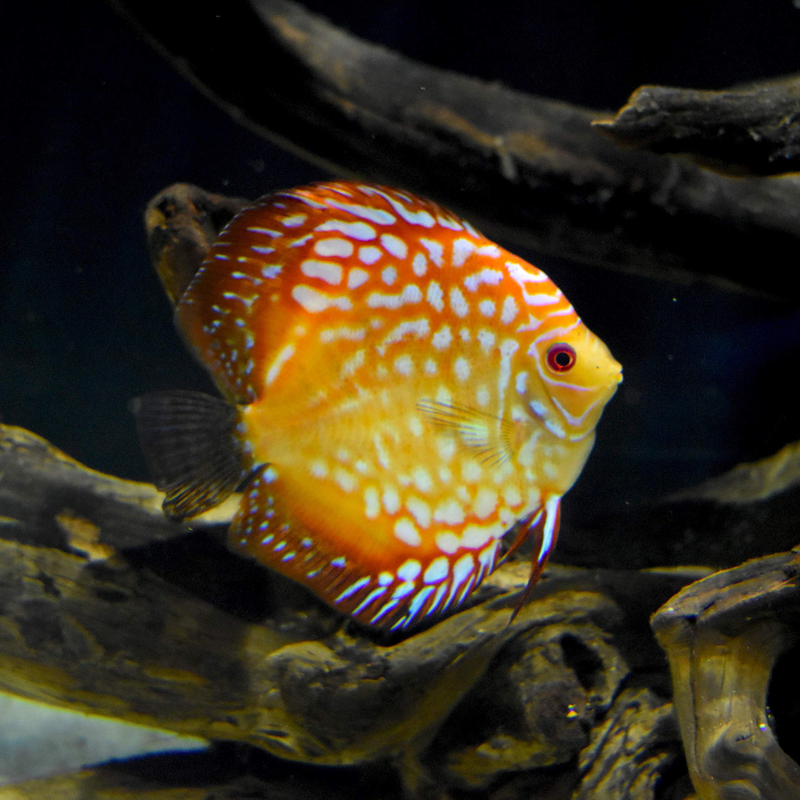 Seachem Discus Buffer en usage ajoutant produit à l'aquarium pour ajuster pH