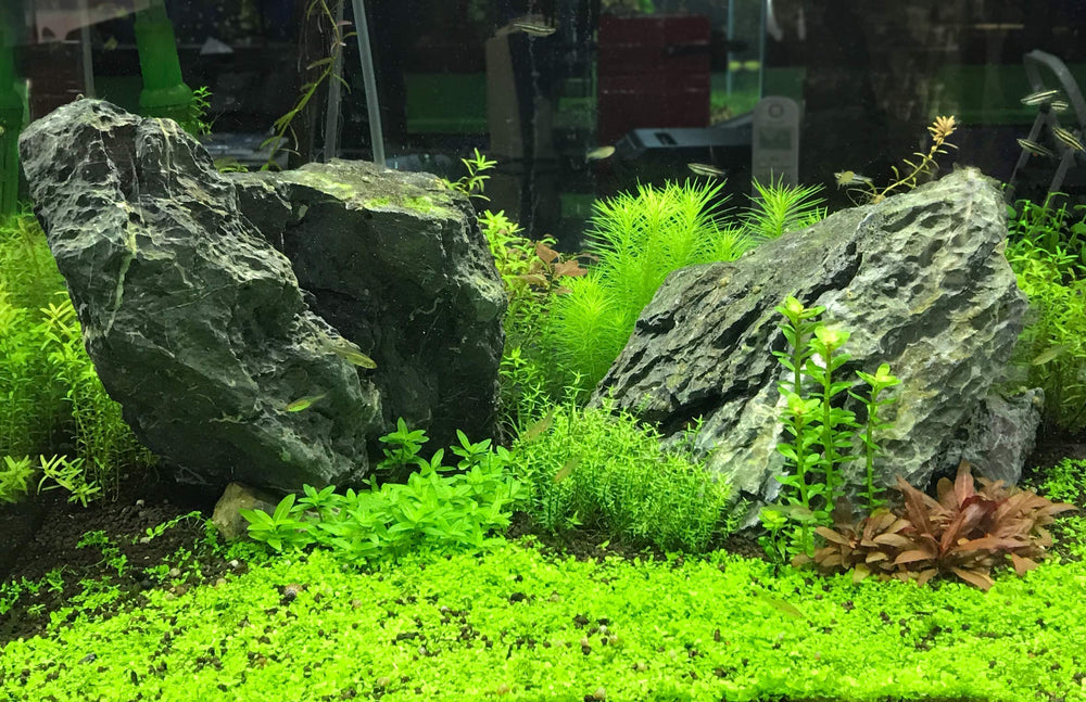 Seachem Flourish Phosphorus utilisé dans un aquarium planté pour croissance saine