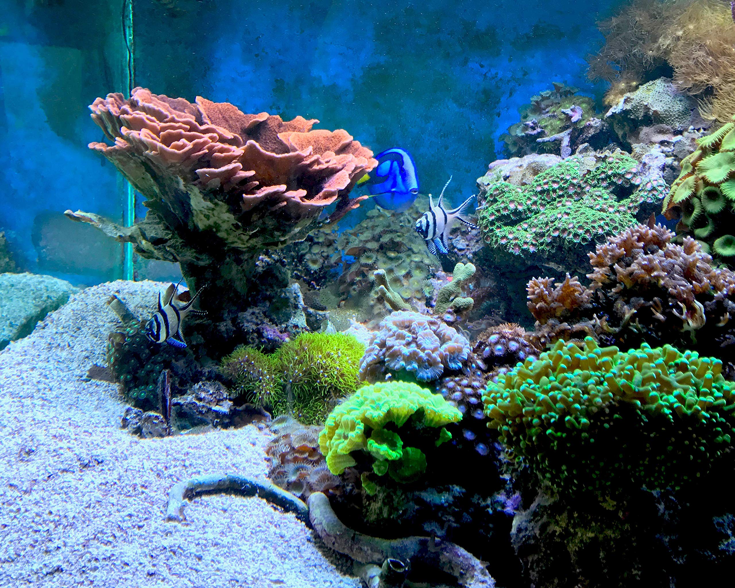 Seachem MatrixCarbon en usage dans filtre d'aquarium, améliorant la clarté et l'odeur de l'eau