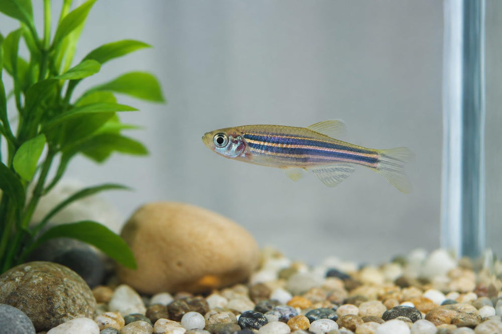 Seachem NutriDiet flocons en action nourrissant poissons, améliore appétit et couleur