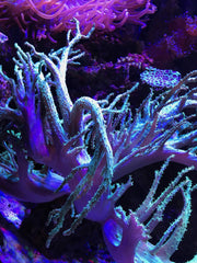 Seachem Phosguard 1L comparaison d'échelle montrant le volume pratique pour aquarium