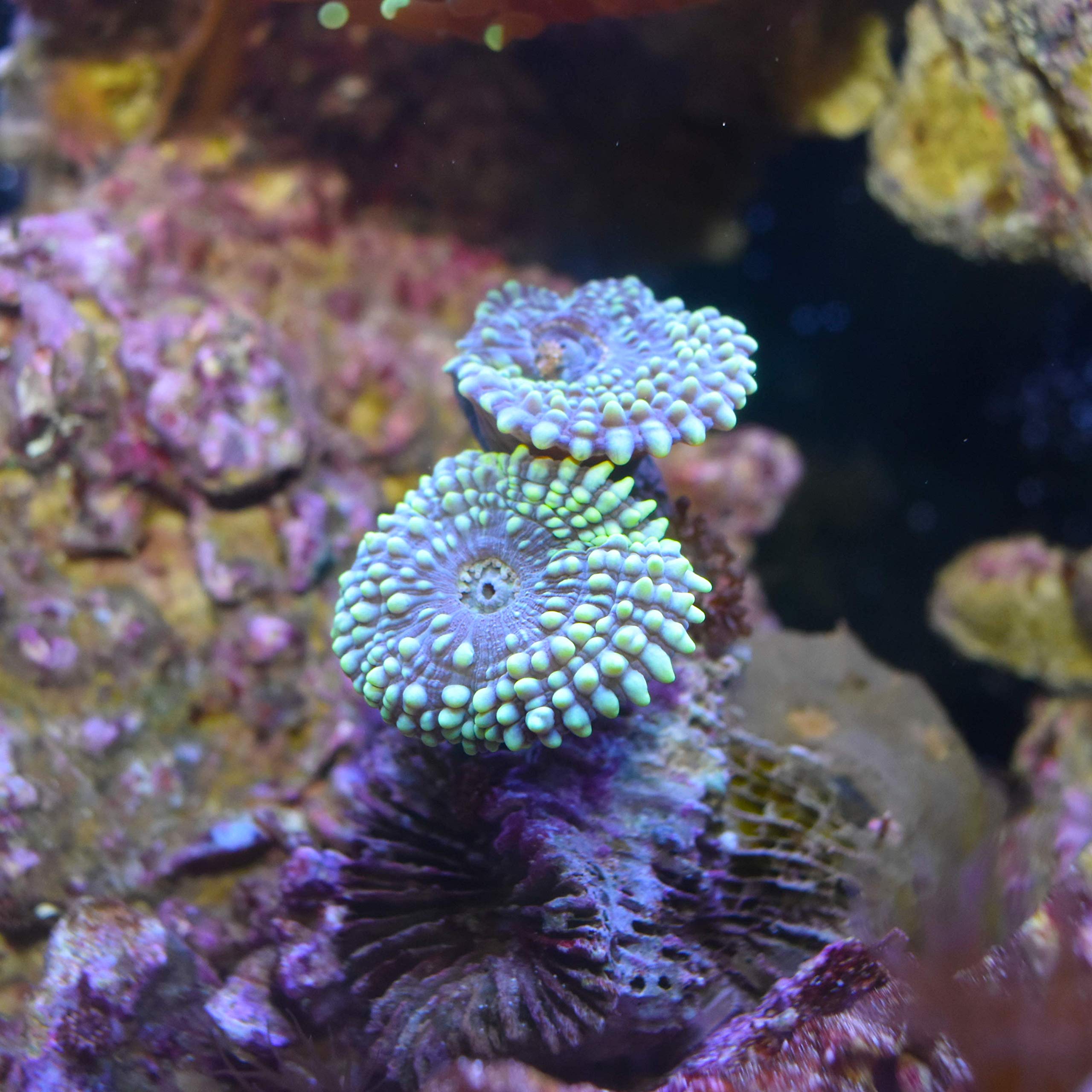 Seachem Reef Carbonate bouteille à côté d’un verre pour visualiser le volume utile