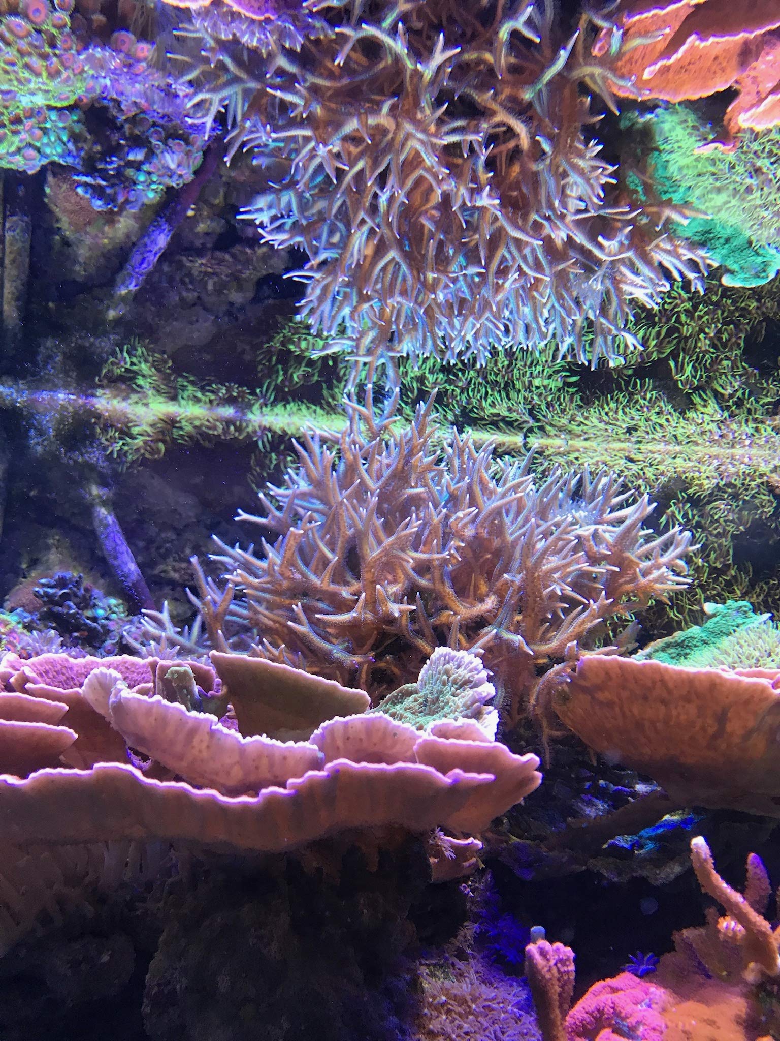 Main tenant Seachem Reef Complete pendant le dosage, facilite ajout précis au bac