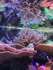 Main tenant Seachem Reef Complete pendant le dosage, facilite ajout précis au bac