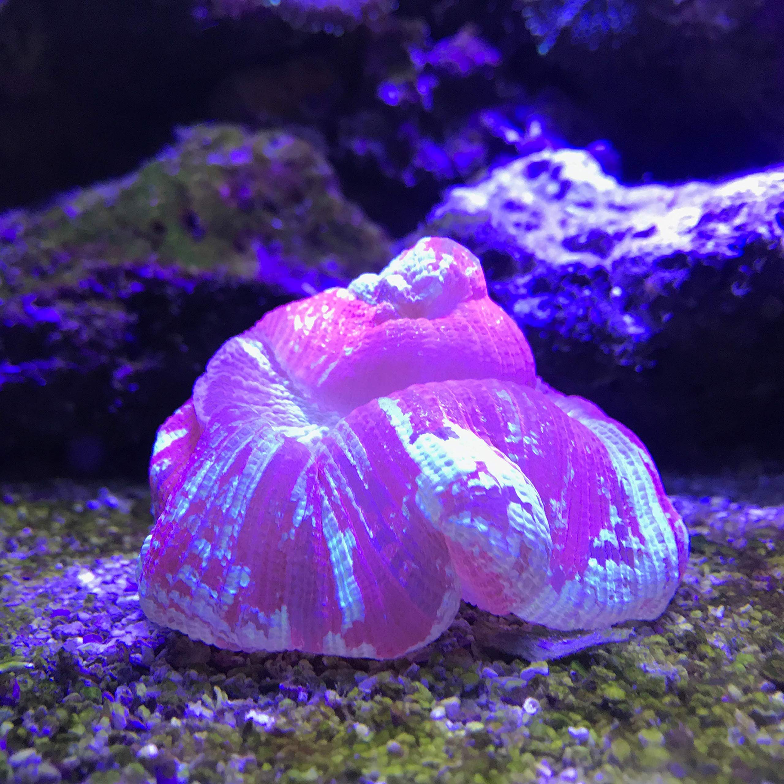 Seachem Reef Plus versé dans aquarium montrant complément facile à ajouter