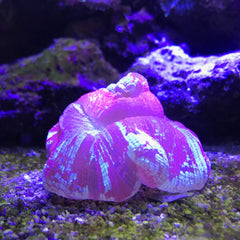 Seachem Reef Plus versé dans aquarium montrant complément facile à ajouter