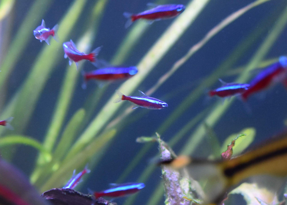 Seachem Stability utilisé dans aquarium montrant eau claire et stabilité biologique