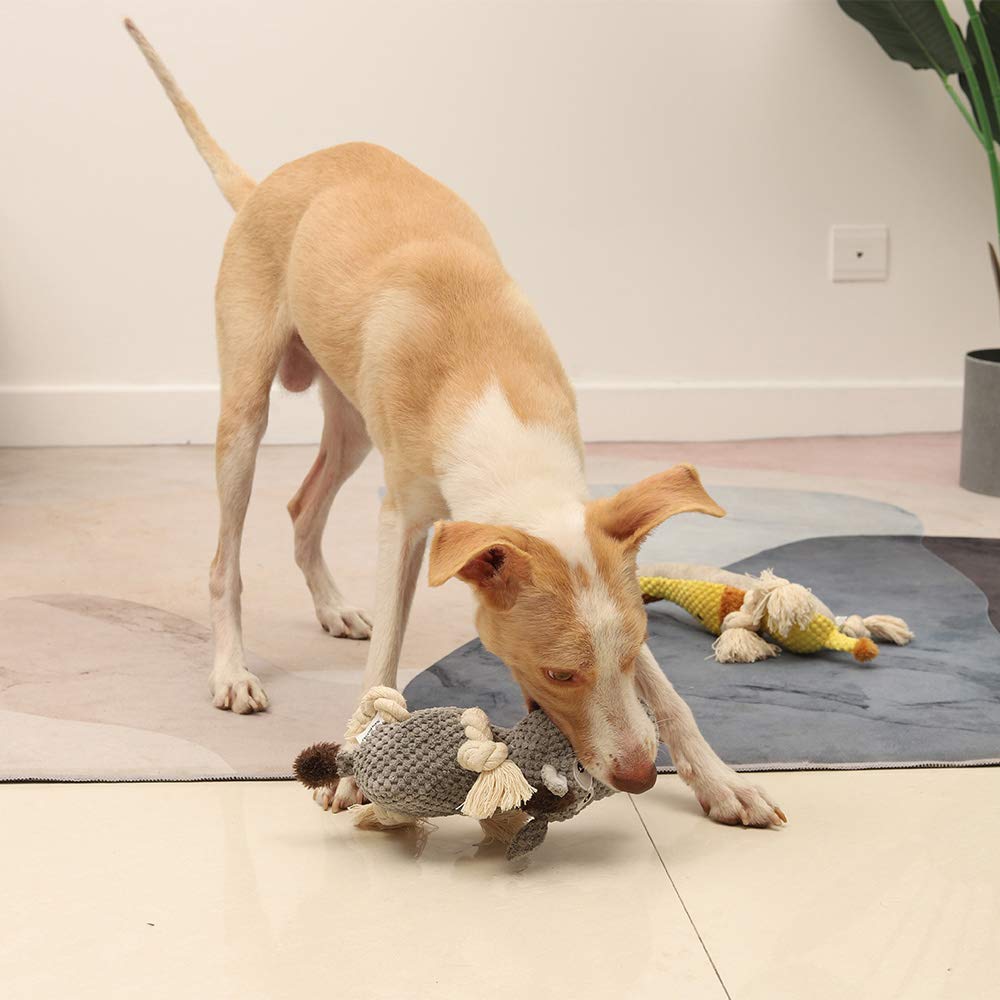 Sedioso chien jouant avec l'âne stimulant le jeu interactif et sifflet