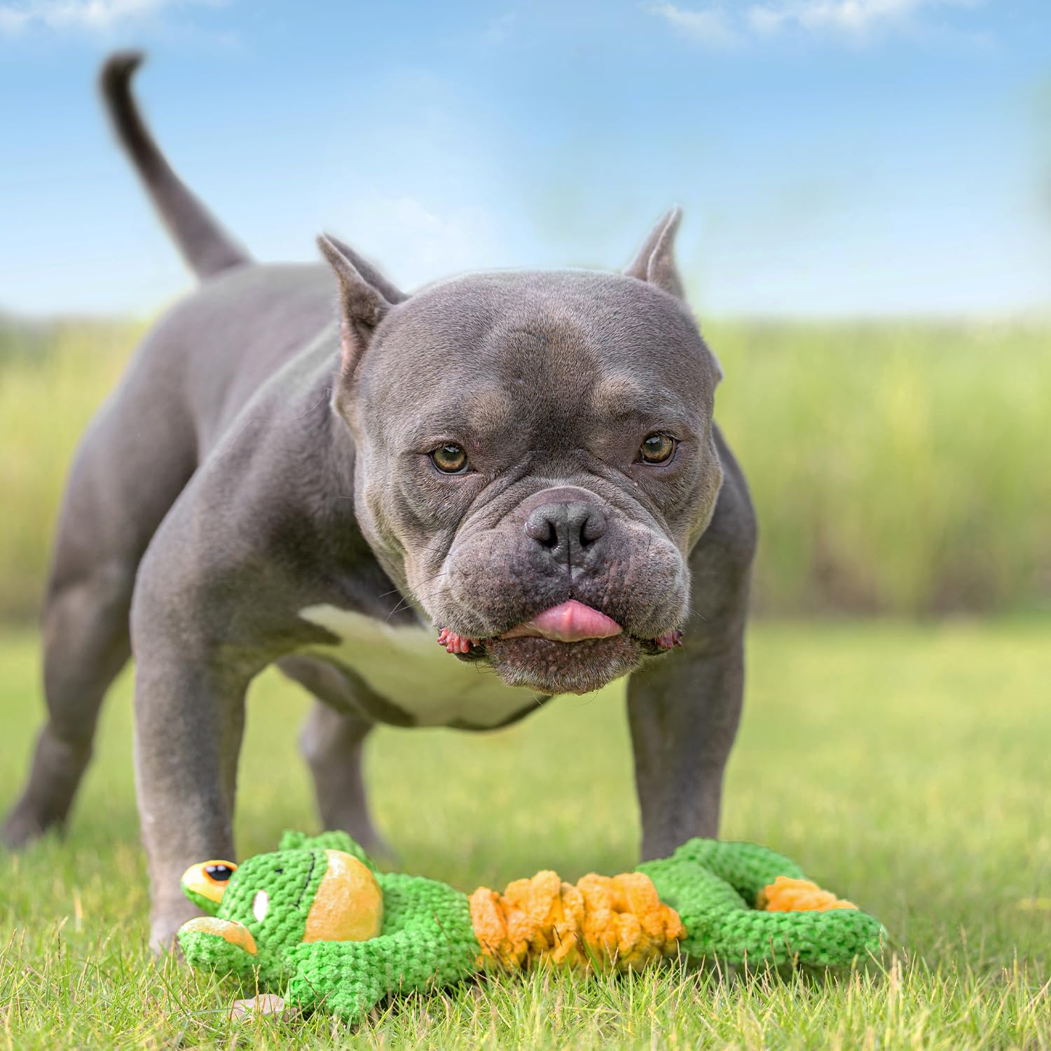 Sedioso détail papier froissé produisant son stimulant et divertissant le chien