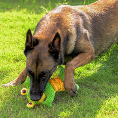 Sedioso en usage jeu de tir à la corde renforçant lien et exercice du chien