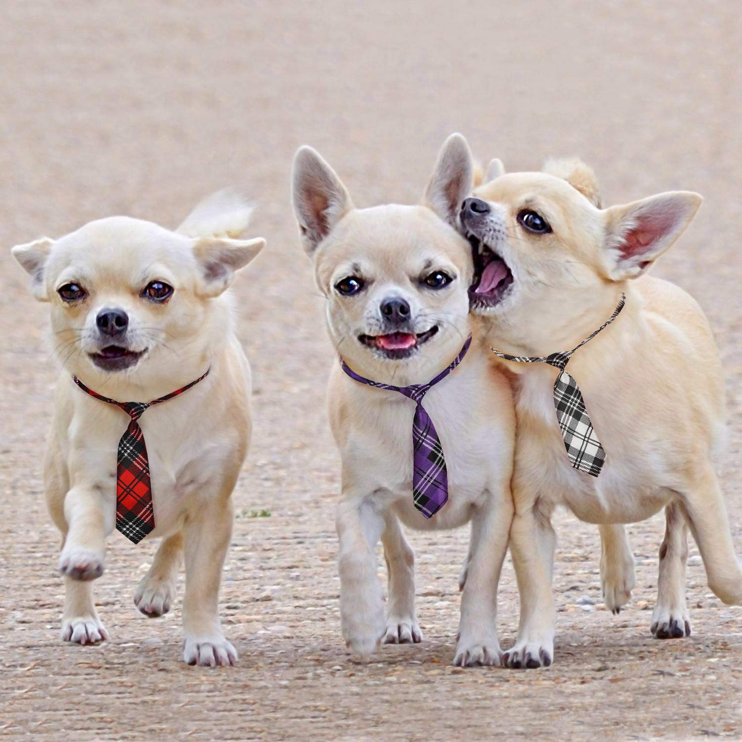 Segarty mise en scène festive avec chien accessoirisé pour photo de fête