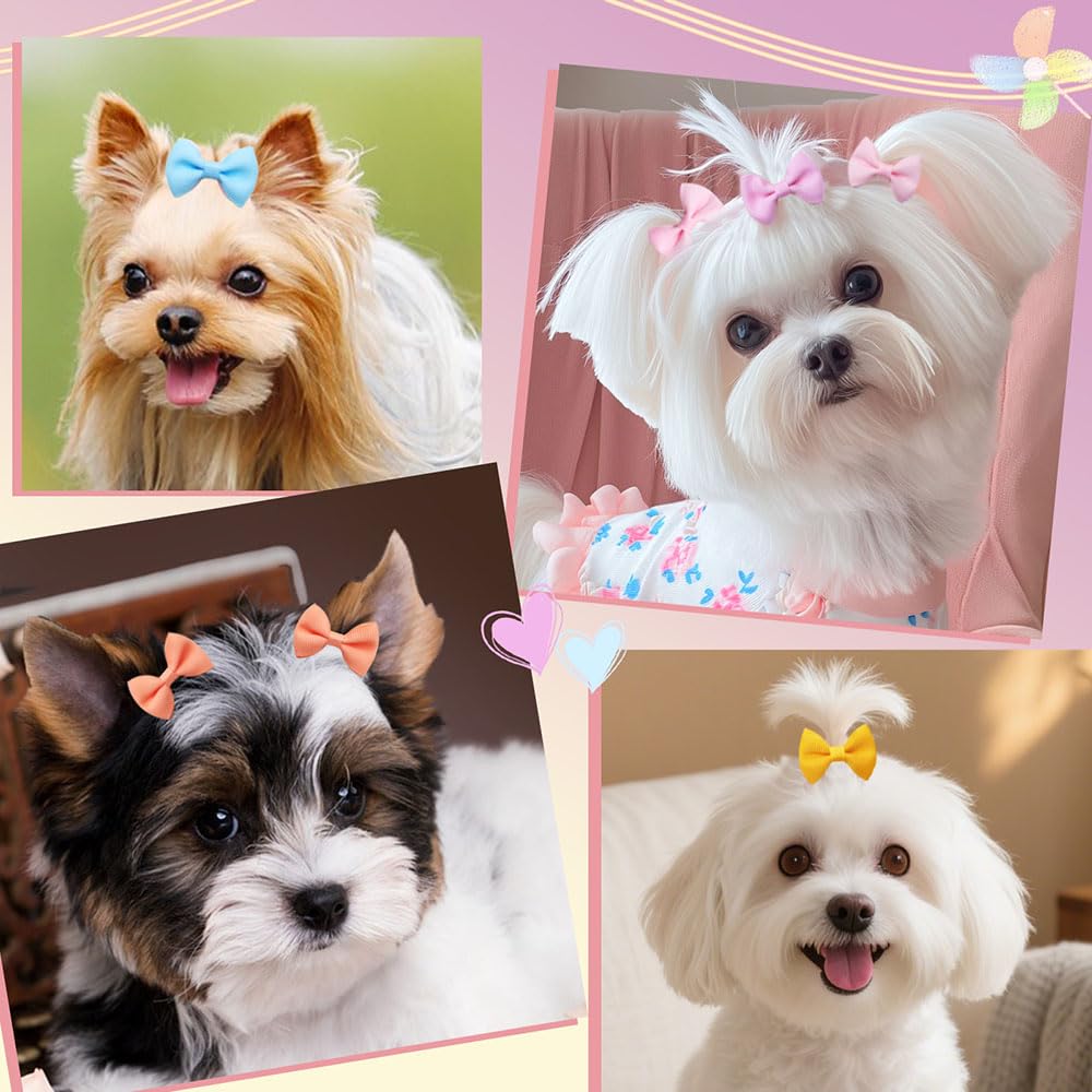 Senniea mise en scène anniversaire de chiot, accessoire festif et photo-ready
