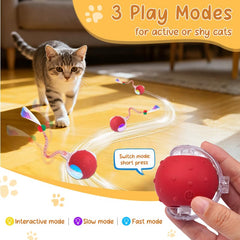 Sentoo balle en mouvement sur parquet avec chat poursuivant – encourage l'exercice